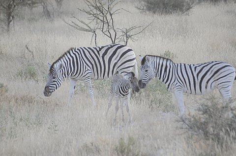 namibie2009106.jpg