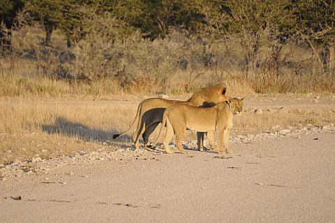 namibie2009115.jpg