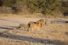 namibie2009117_small.jpg