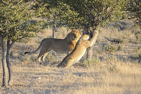 namibie2009125.jpg