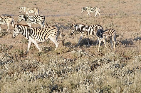 namibie2009132.jpg