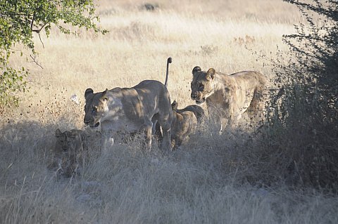 namibie2009158.jpg