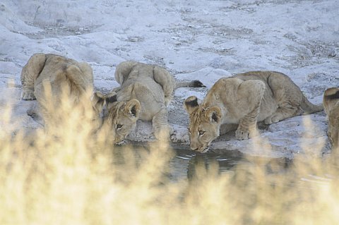 namibie2009163.jpg