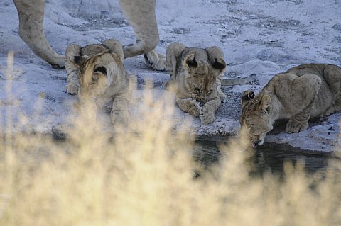 namibie2009166.jpg