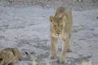 namibie2009168_small.jpg