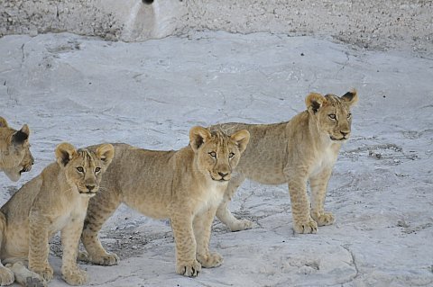 namibie2009170.jpg