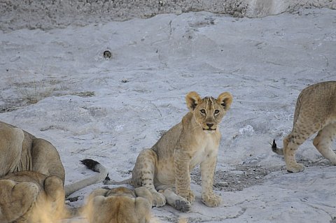 namibie2009172.jpg