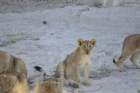 namibie2009172_small.jpg