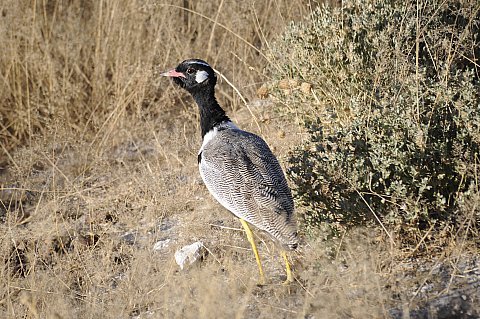 namibie2009182.jpg