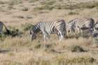 namibie2009188_small.jpg