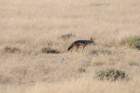 namibie2009192_small.jpg