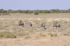 namibie2009221_small.jpg