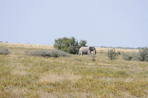 namibie2009226.jpg