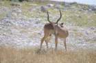 namibie2009245_small.jpg