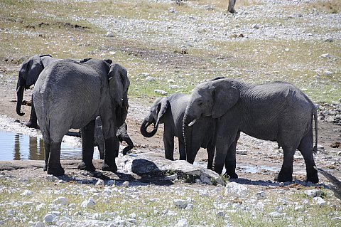 namibie2009251.jpg