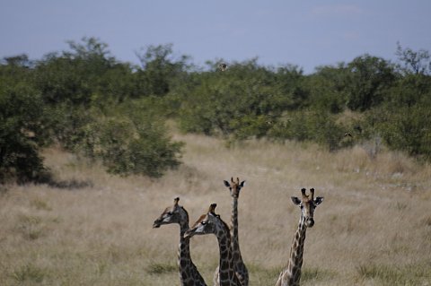 namibie2009270.jpg