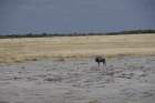 namibie2009283_small.jpg