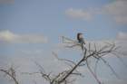 namibie2009322_small.jpg