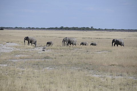 namibie2009333.jpg