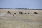 namibie2009333_small.jpg