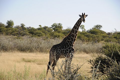 namibie2009348.jpg