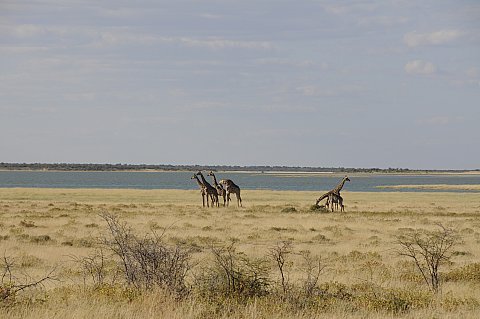 namibie2009366.jpg