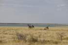 namibie2009366_small.jpg