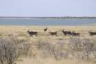 namibie2009370_small.jpg