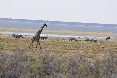 namibie2009393.jpg