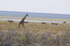 namibie2009393_small.jpg