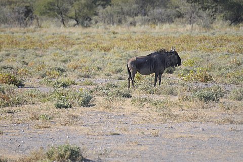 namibie2009395.jpg