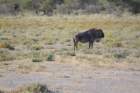 namibie2009395_small.jpg