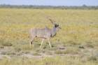 namibie2009398_small.jpg