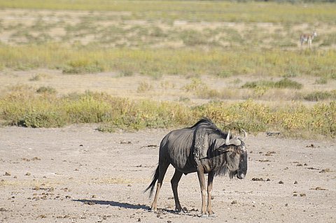 namibie2009405.jpg