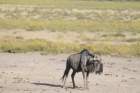 namibie2009405_small.jpg