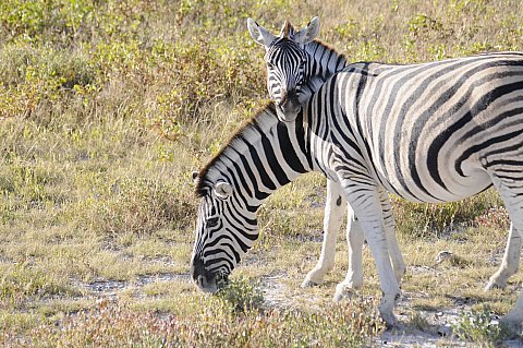 namibie2009415.jpg